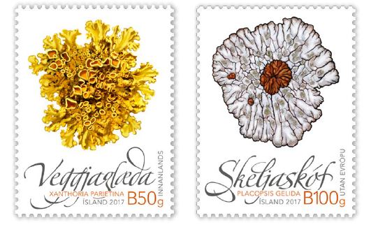 653A (left) - Common orange lichen (Xanthoria parietina) 653B (right) - Bullseye lichen (Placopsis gelida)